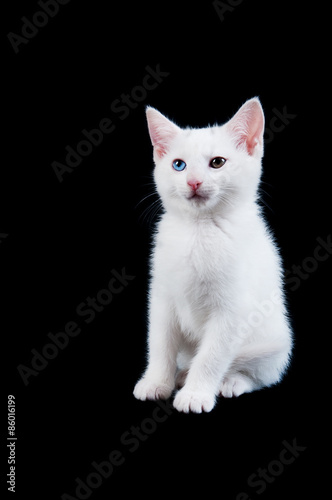Cute White Kitten Isolated on Black © phxzoonorth