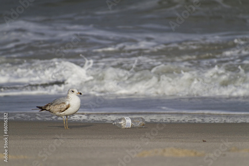 Seagull and Plastic Bottle As the Tide Comes In © WideAwake