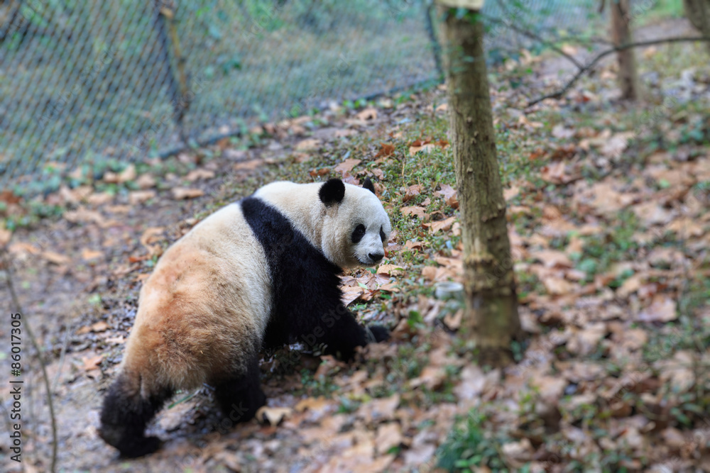 Fototapeta premium panda