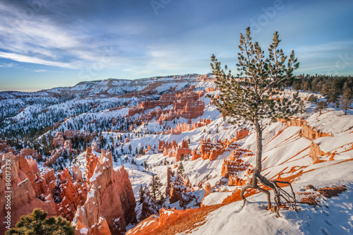 Lone Pine Tree in Bryce Canyon Winter photo