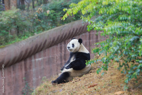 Fototapeta Naklejka Na Ścianę i Meble -  panda