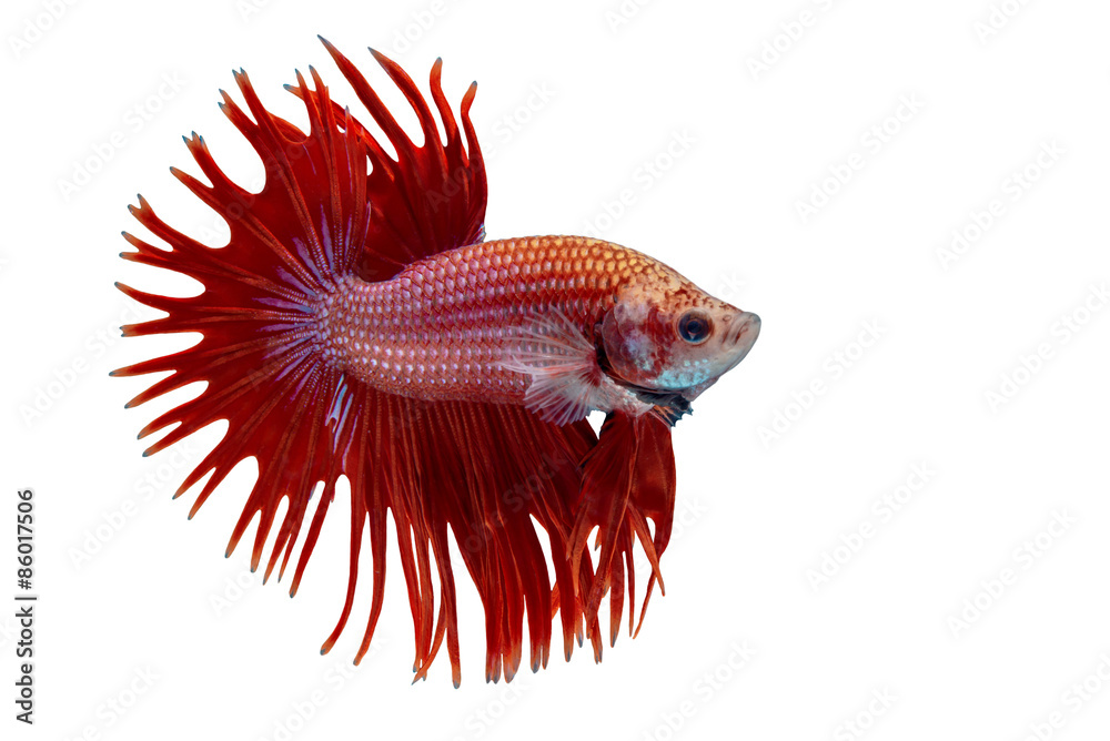 Fototapeta premium betta