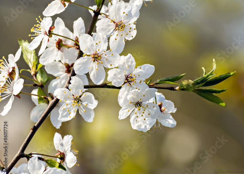 Blossoming apple tree   © sergei_fish13