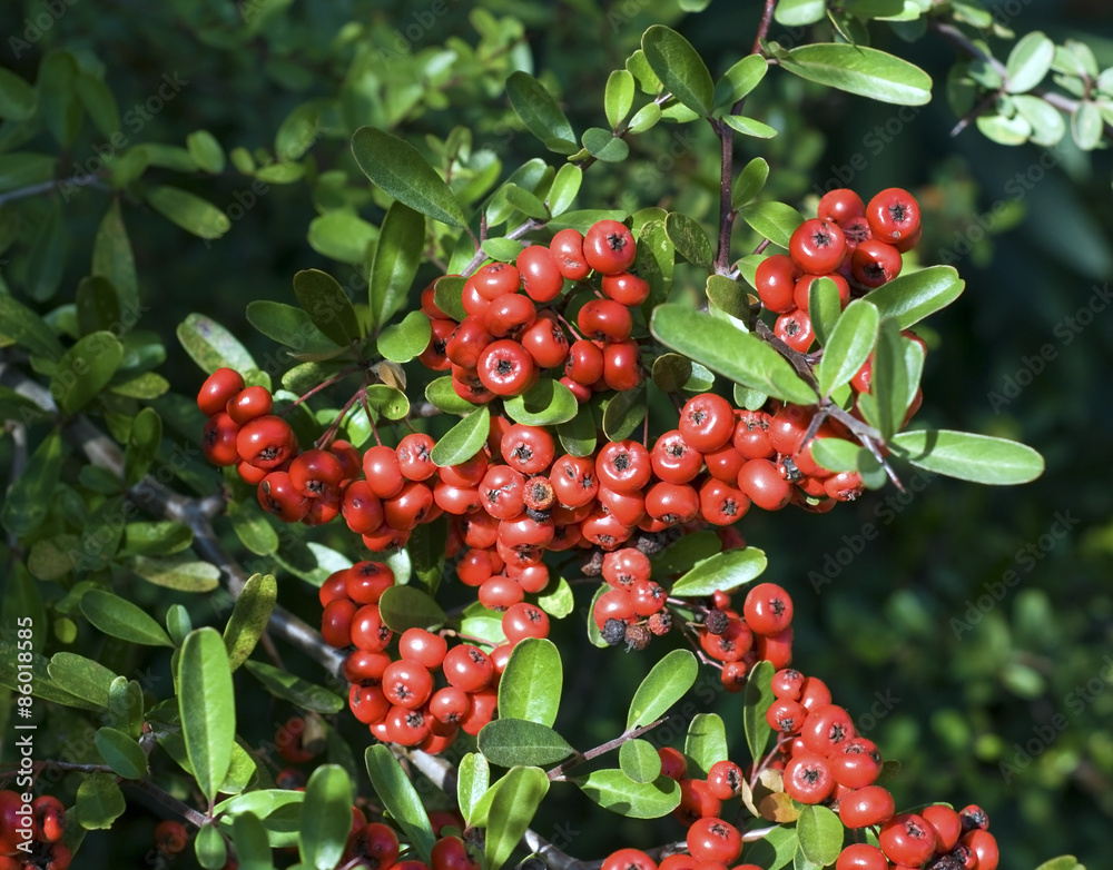 Obraz premium Firethorn Berries Pyracantha