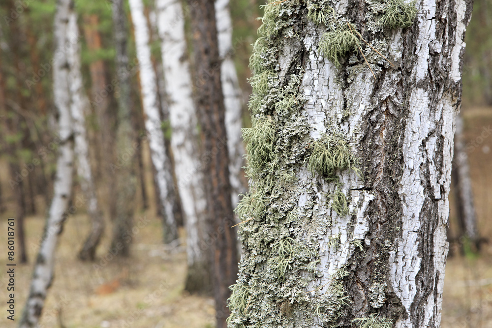 Moss on the trunk of an old birch. Moss on the trunk of an old birch.