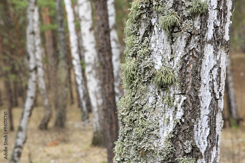 Fototapeta Naklejka Na Ścianę i Meble -  Moss on the trunk of an old birch.