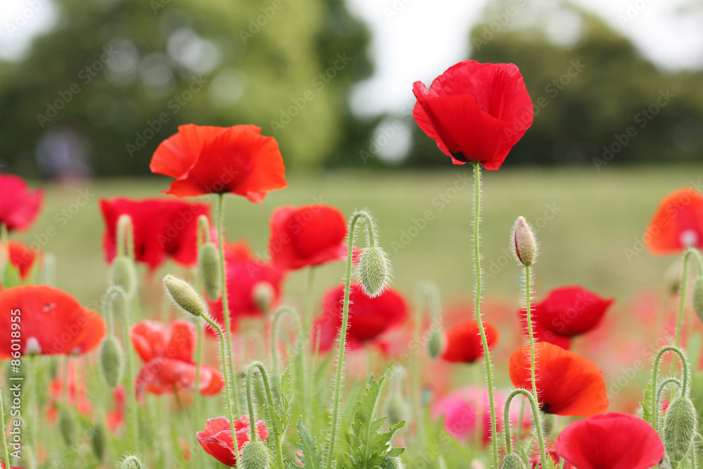 Fototapeta premium ポピーのお花畑で新鮮な空気 Fresh air in flower fields