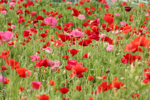 ポピーのお花畑で新鮮な空気　Fresh air in flower fields © kyo