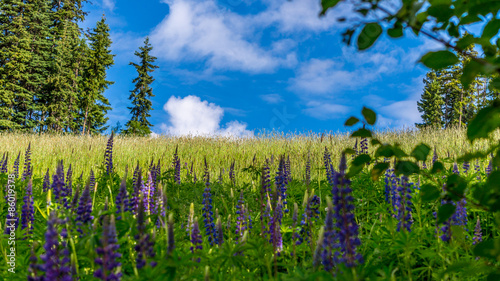 Wild Lupin flowers in the High Alpine of Sun Peaks ski resort in central British Columbia in the spring