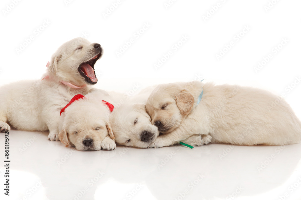 Sweet four puppies of golden retriever Sweet four puppies of golden retriever