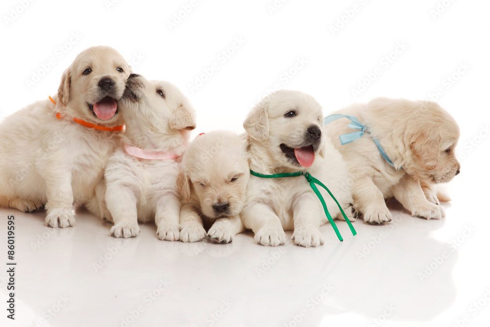 Five one month old puppies of golden retriever Five one month old puppies of golden retriever