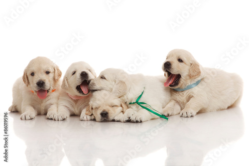 Five one month old puppies of golden retriever