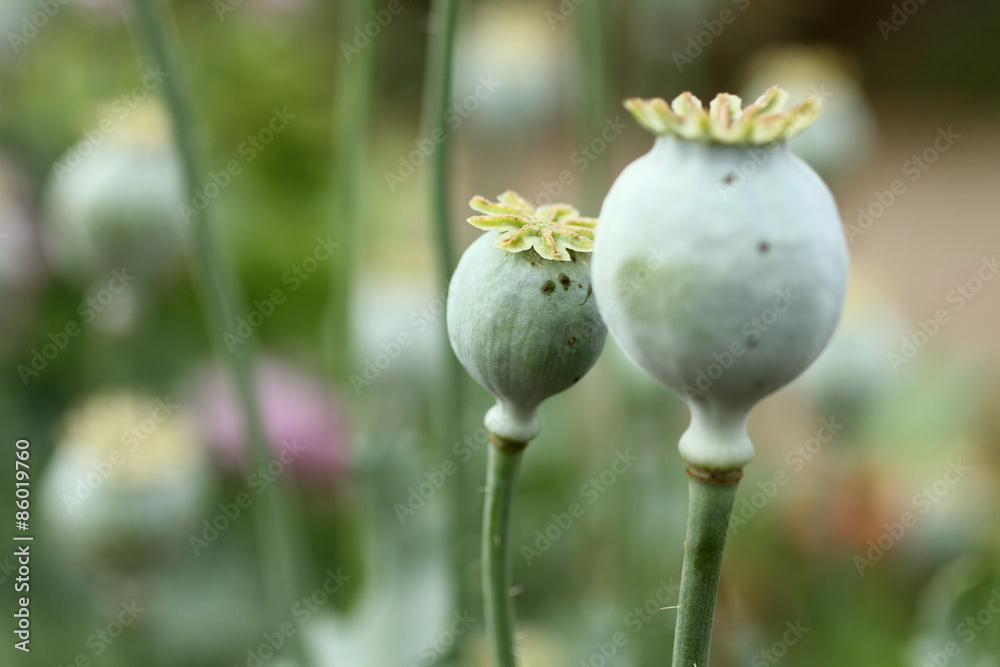 Naklejka premium Flower pods of a poppy plant in a garden.