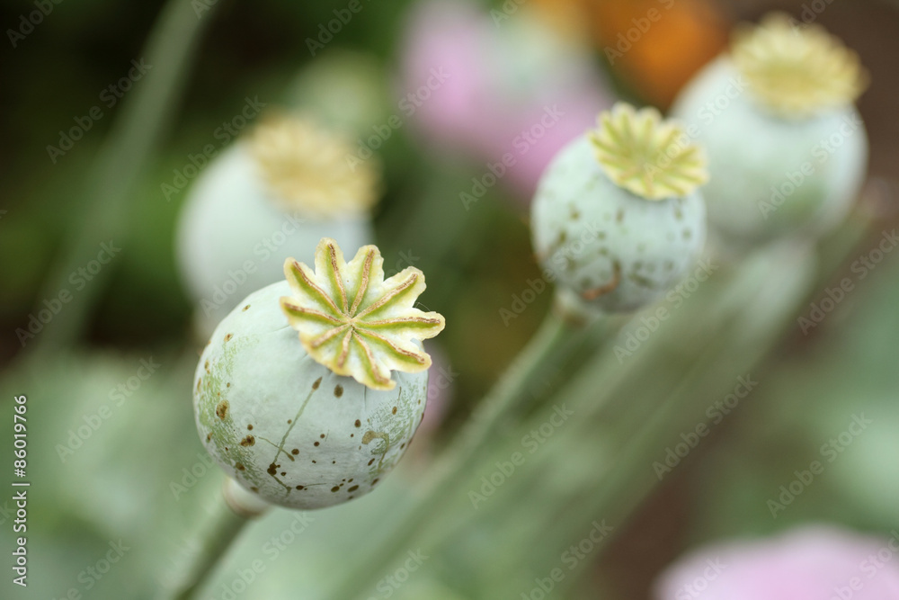 Flower pods of a poppy plant in a garden. Flower pods of a poppy plant in a garden.