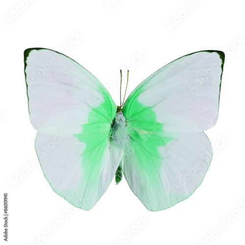 fancy butterfly isolated on white © panuruangjan