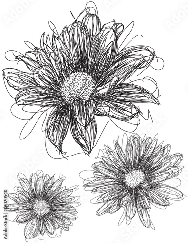 Fototapeta Naklejka Na Ścianę i Meble -  Daisy sketches