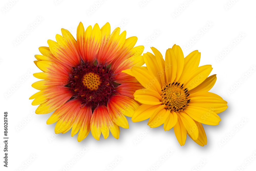 orange and yellow dahlia flowers on a white background orange and yellow dahlia flowers on a white background