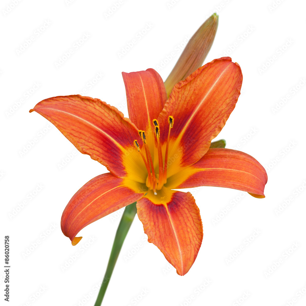 Red daylily flower isolated on white Red daylily flower isolated on white