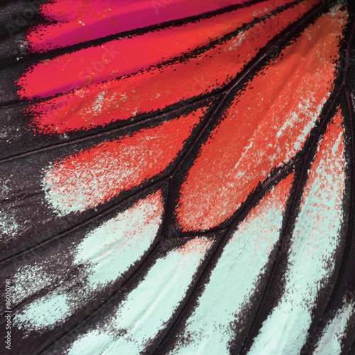 red butterfly wing