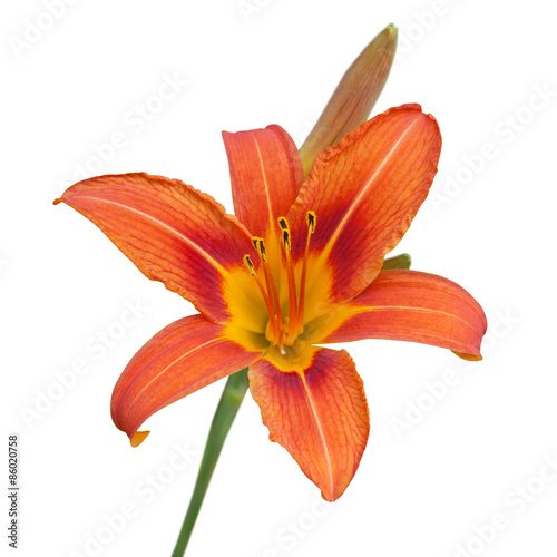 Red daylily flower isolated on white