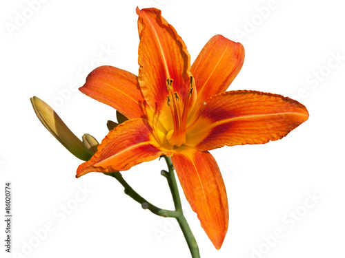 Red daylily flower isolated on white photo