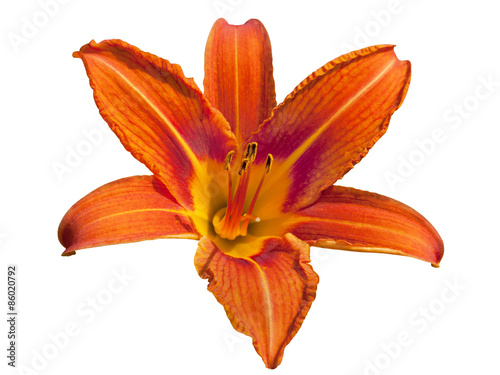 Fototapeta Naklejka Na Ścianę i Meble -  Red daylily flower isolated on white