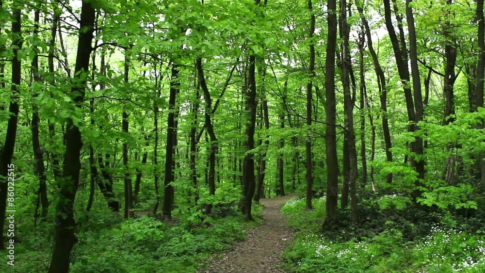 HD1080 steadicam: deciduous tree at spring, on site sound; HD1080 steadicam: deciduous tree at spring, on site sound;