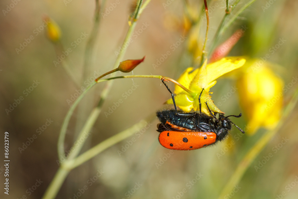 Mylabris hieracii. Escarabajo meloideo.
Mylabris hieracii. Escarabajo meloideo.