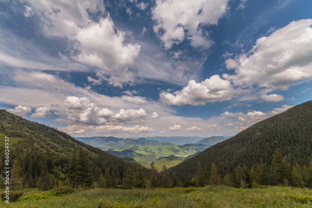 Obraz premium mountain summer landscape. trees near meadow