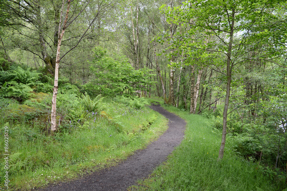 Chemin en forêt Chemin en forêt