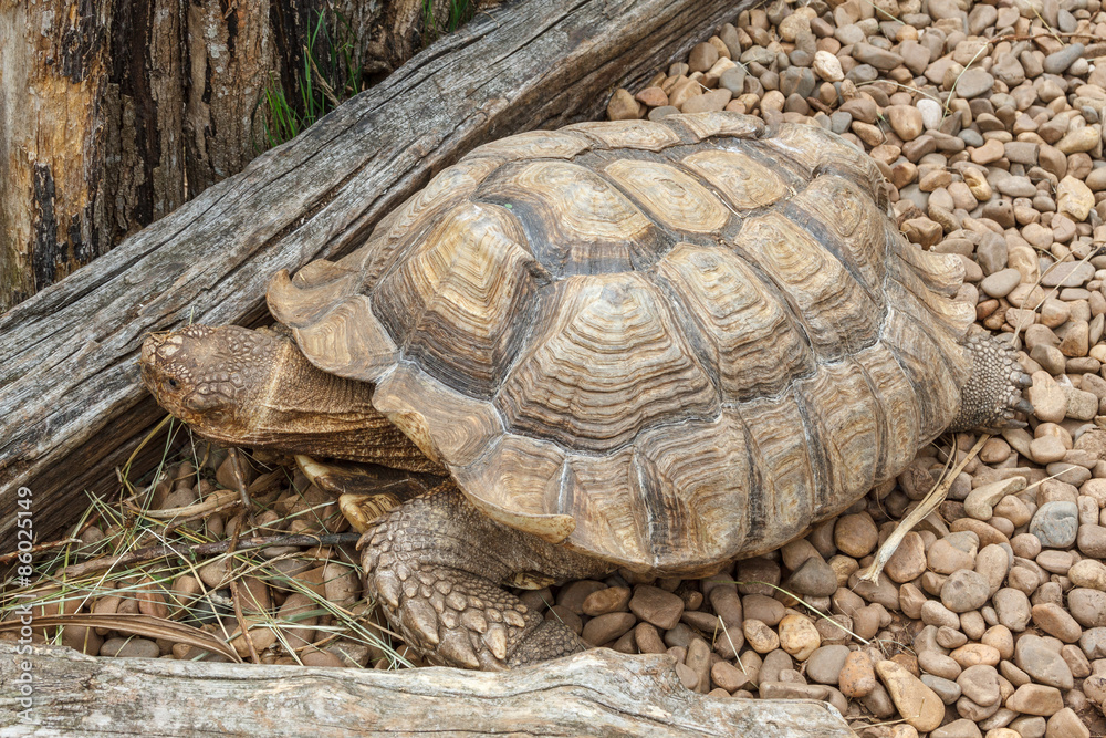 Geochelone sulcata. Tortuga de Espuelas Africana.
Geochelone sulcata. Tortuga de Espuelas Africana.