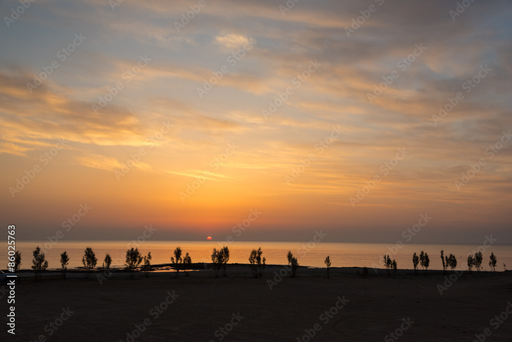 Young trees at the sea shore in early sunrise Young trees at the sea shore in early sunrise