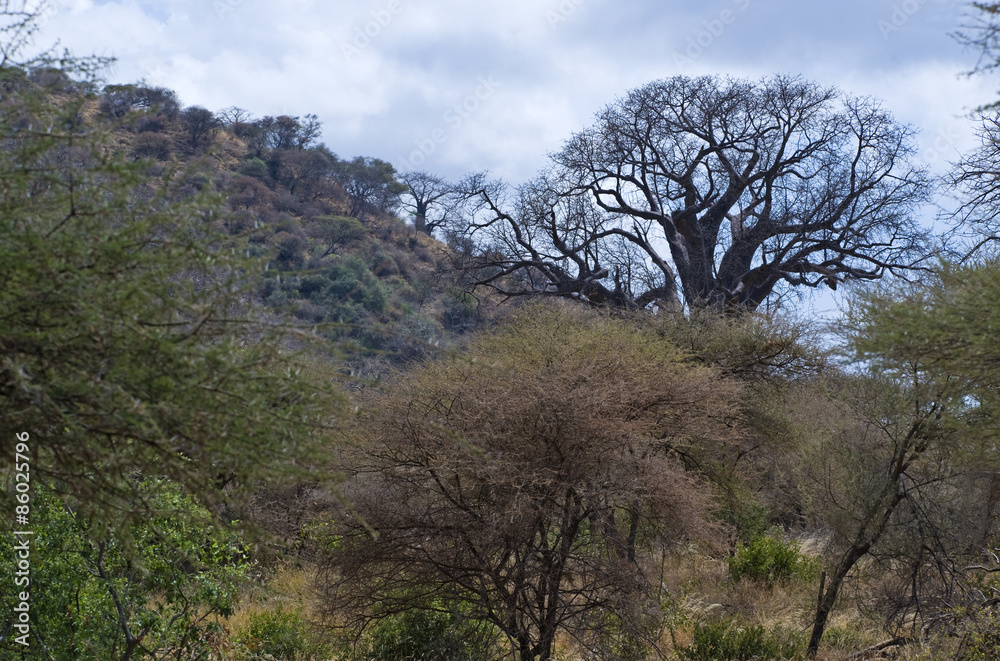 Tanzania, Lake Manyara National Park, a baobab. Tanzania, Lake Manyara National Park, a baobab.