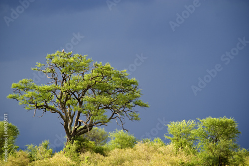 Tanzania, Serengeti National Park, the Mara River area