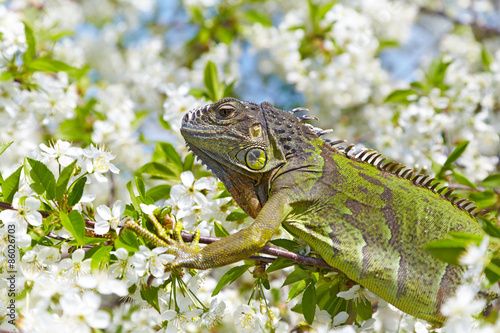 There is a green iguana among the cherry blossom