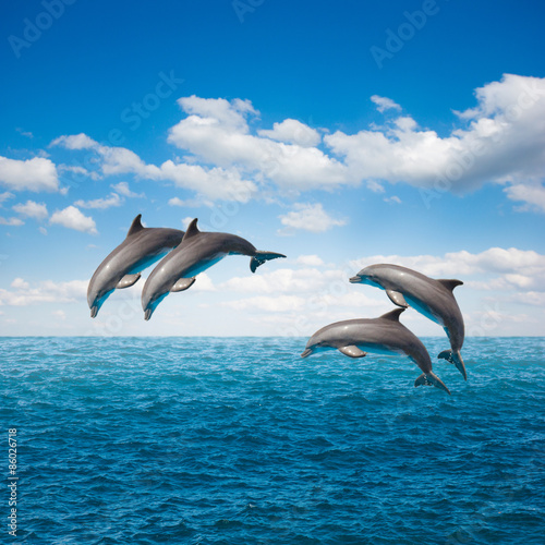 pack of jumping dolphins