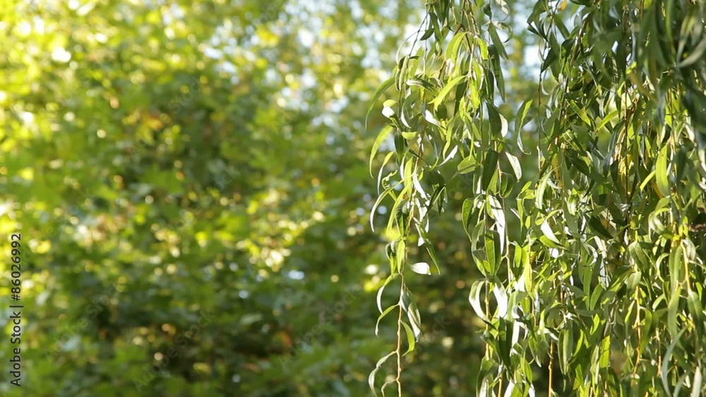 The branches of a weeping willow. The branches of a weeping willow.
