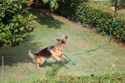 Un cane gioca con il flusso di acqua proveniente da un irrigatore.
Tentando di 
