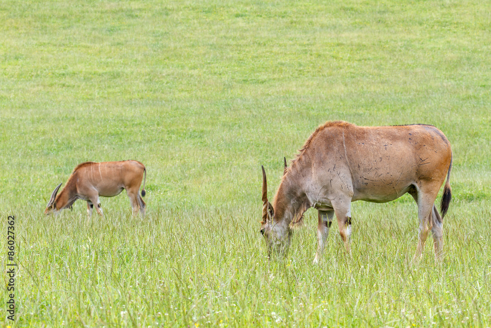 Taurotragus orix. Eland, pastando.
Taurotragus orix. Eland, pastando.