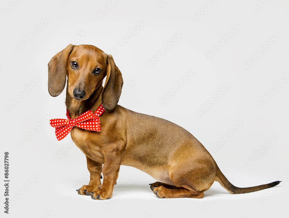 Dachshund Dog in Bow Tie on White, Funny Animal Dressed in Clothing Dachshund Dog in Bow Tie on White, Funny Animal Dressed in Clothing