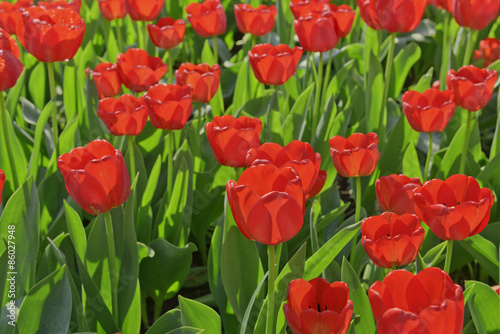 Vivid tulips