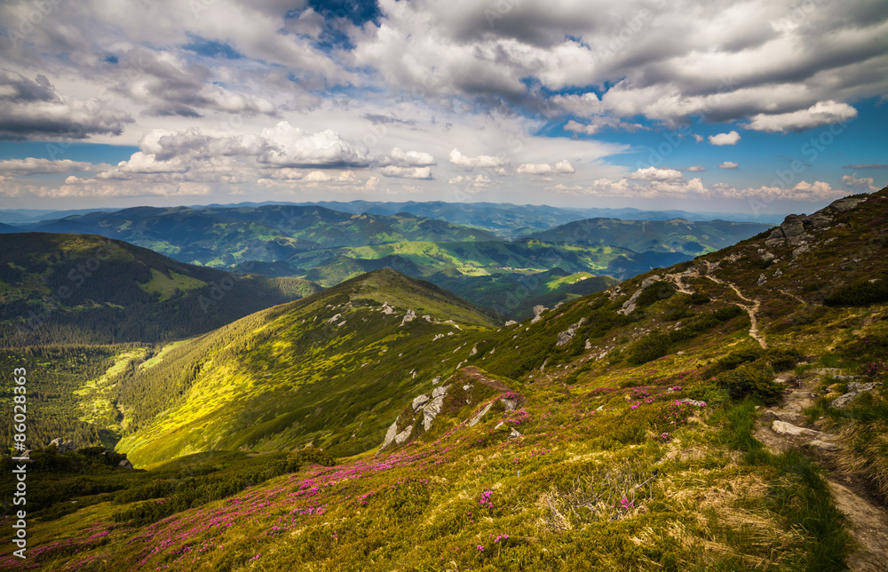 Fototapeta premium Magic pink rhododendron flowers in the mountains