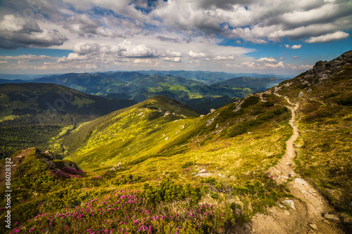 Magic pink rhododendron flowers in the mountains