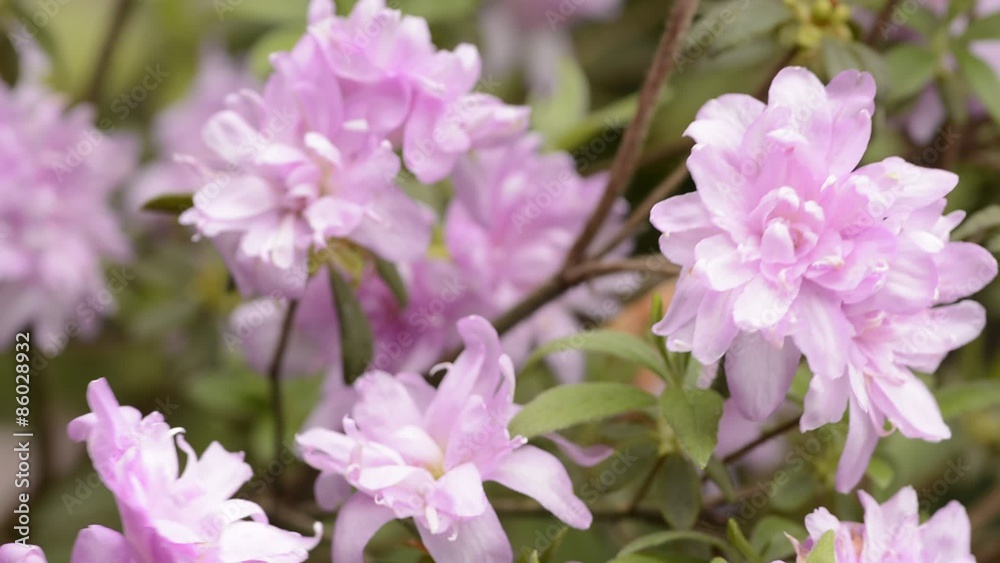 八重咲きのツツジの花 八重咲きのツツジの花