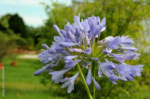 Agapanthus flowers photo