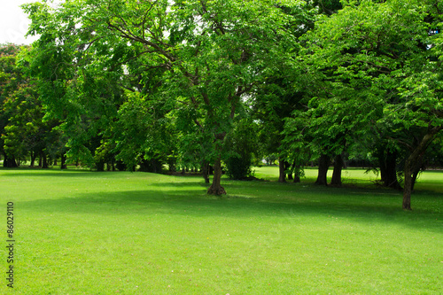Fototapeta Naklejka Na Ścianę i Meble -  Green park and tree