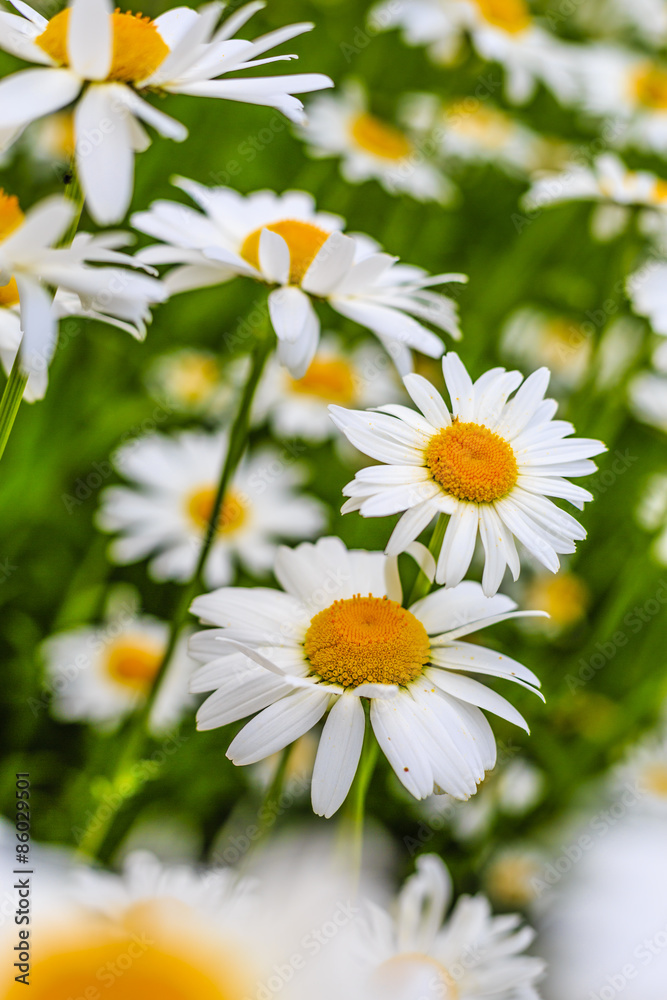 Obraz premium Daisy flowers