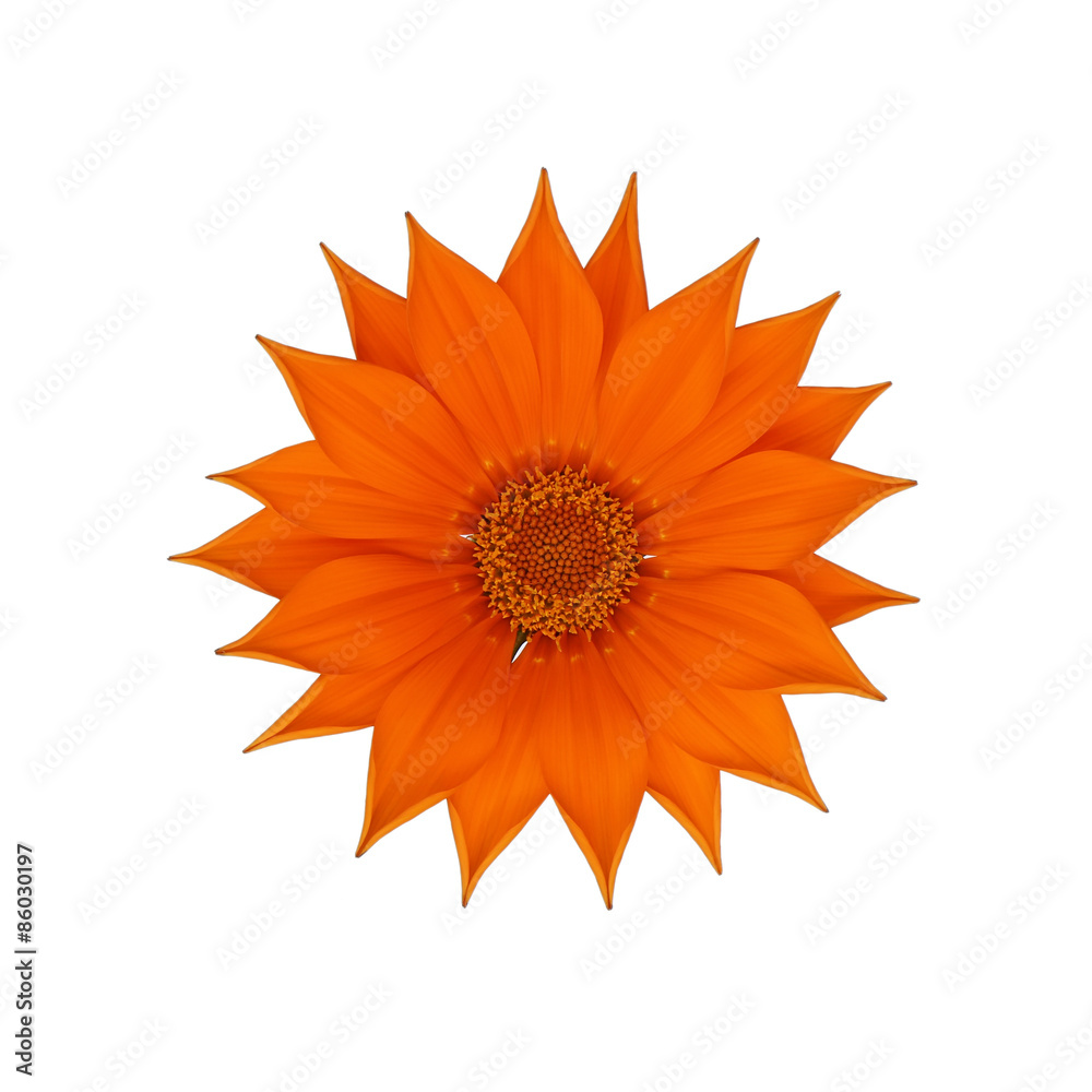 Orange gazania isolated on white background Orange gazania isolated on white background