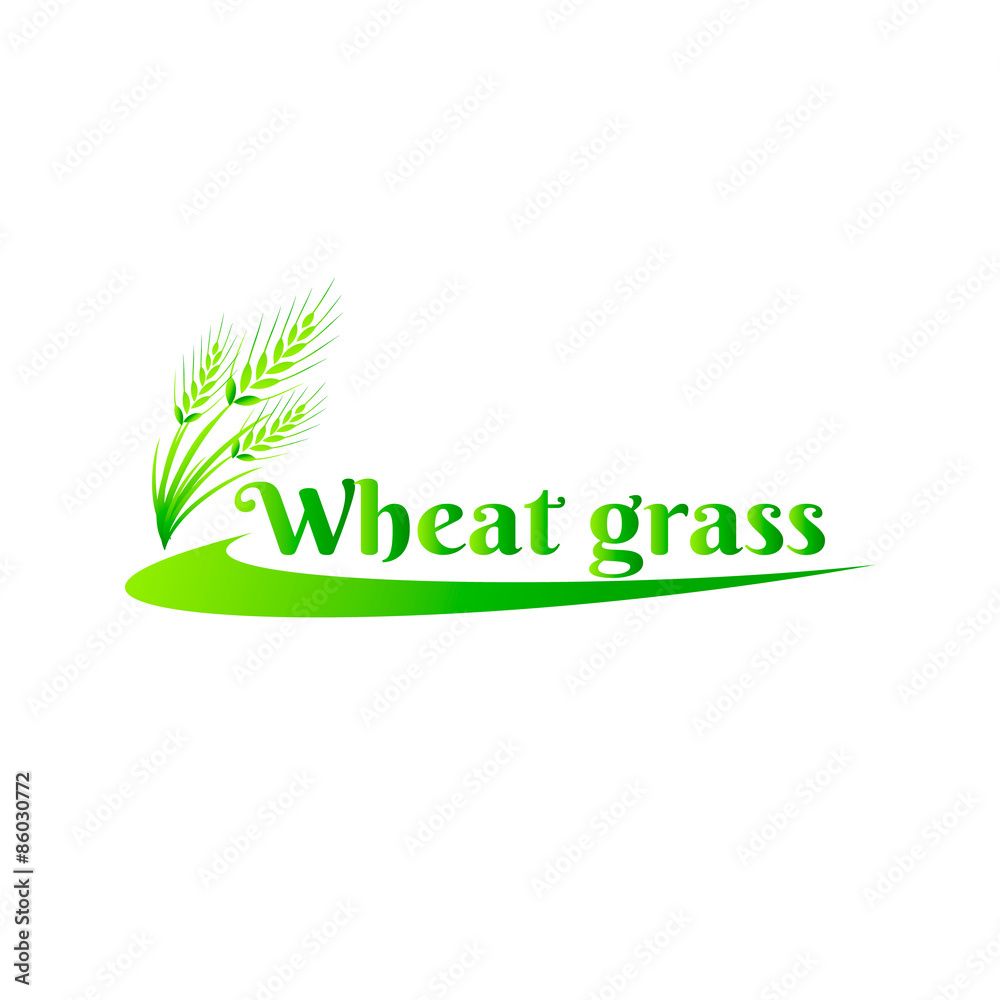 Fototapeta premium Wheatgrass green juice. Logo, banner, frame for business, the