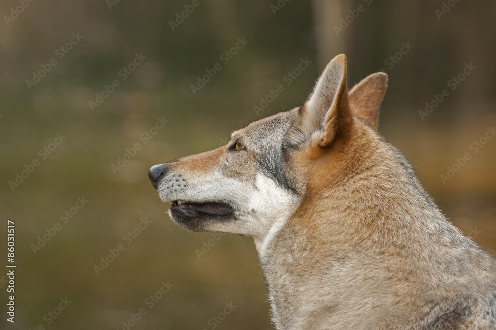 Czechoslovakian wolfdog; Czechoslovakian wolfdog;